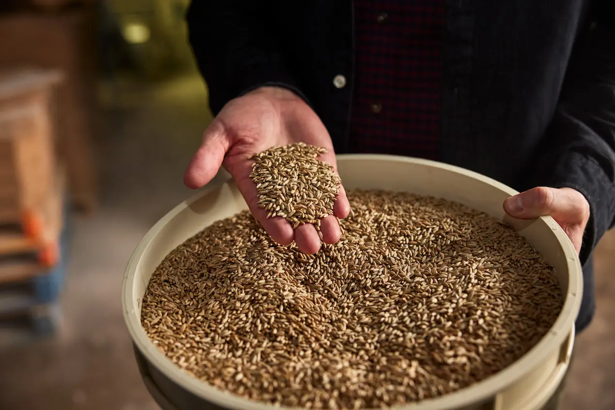 Rye grain, Brant County, ON