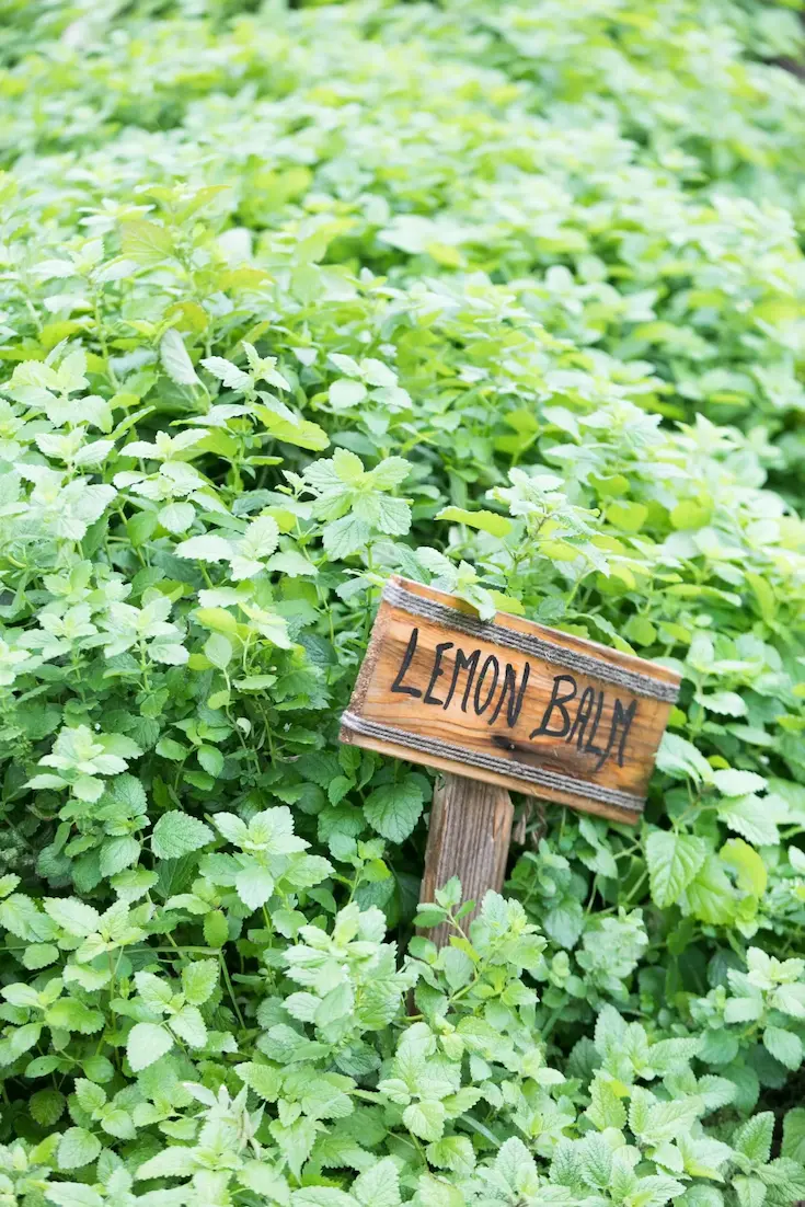 lemon balm