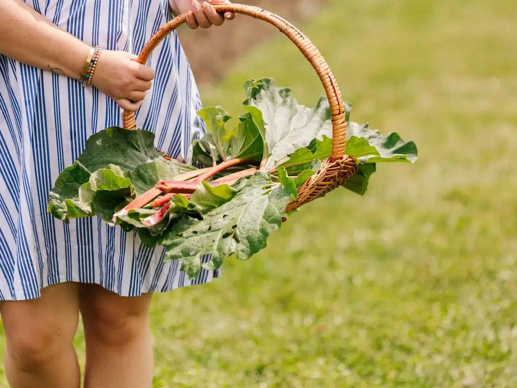 rhubarb garden